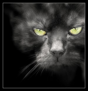 No-one likes BS!(image by nebojsa mladjenovic)